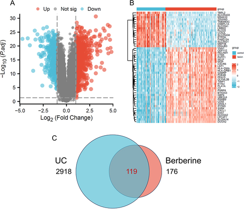 Figure 2 BBR Intervention Targets in UC. (A) Volcano plot depicting differentially expressed genes between UC patient intestinal tissues and normal colon tissues. (B) Heatmap showing differentially expressed genes between UC patient intestinal tissues and normal colon tissues. (C) Venn diagram representing the overlap of BBR targets and UC-related targets.