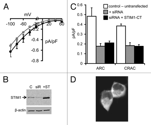 Figure 1. ARC and CRAC channel currents in HEK293 cells expressing the STIM1-CT construct. (A) Mean (± SE) I/V curves for the endogenous AA-activated ARC channels (black) and store-operated CRAC channels (gray) in HEK293 cells. (B) Representative western blot showing STIM1 levels in untransfected cells (C), in the same cells following treatment with a STIM1 siRNA (siR) and in the siRNA-treated cells following expression of the siRNA-resistant STIM1-CT construct (+ST). (C) Mean (± SE) ARC currents and CRAC currents measured at -80 mV in untransfected cells (white columns), in STIM1 siRNA-treated cells (gray columns) and in siRNA-treated cells following expression of the siRNA-resistant STIM1-CT construct (black columns). (D) Representative live confocal image of cells expressing the eGFP-tagged STIM1-CT construct.