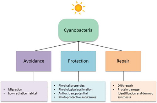 Fig. 2. Strategies used by cyanobacteria to counteract damaging UV from the sun.