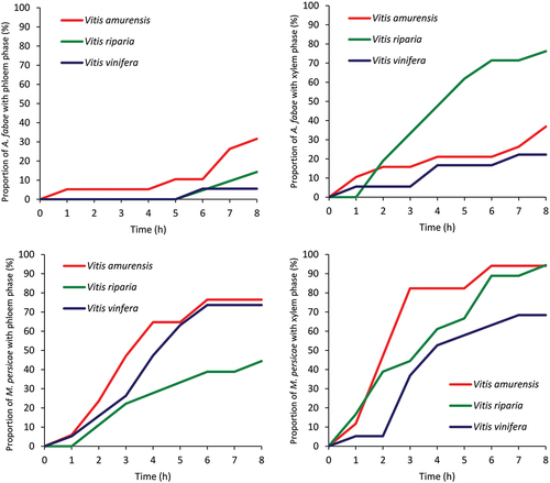 Figure 3. Proportion of Aphis fabae and Myzus persicae that reached vascular tissues, phloem and xylem, in the leaves of Vitis amurensis, Vitis riparia and Vitis vinifera.