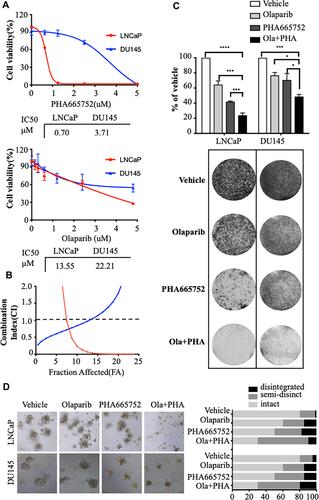 Figure 1 Combined treatment with PHA665752 and olaparib synergistically inhibits the growth of prostate cancer cells. (A) IC50 values of prostate cancer cell lines treated with PHA665752 were calculated based on the cell counting kit-8 (CCK8) assay. (B) The effects of combined drug treatment were analyzed using the combination index equation and are presented with fractions affected combinations determined via the CCK8 assay. (C) Long-term effects of treatment of prostate cancer cells were assessed using the colony formation assay. (D) LNCaP cells and DU145 cells were treated with drugs and assessed in 3D sphere culture experiments (×100 magnification). *p < 0.05; ***p < 0.001; ****p < 0.0001.