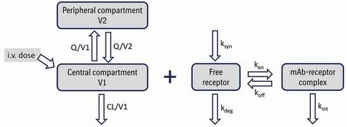 Figure 1. Schematic representation of a 2-compartment population PK model with a full target-mediated drug disposition model for an intravenously (i.v.) administered monoclonal antibody (mAb). CL and Q are central and inter-compartmental clearances, V1 and V2 are central and peripheral volumes, respectively, Ksyn is target production rate constant, Kdeg is target degradation rate constant, Kon is association/binding rate constant, Koff is dissociation rate constant, and Kint is mAb-target complex internalization rate constant. Adapted from.Citation96