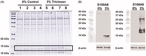 Figure 1. Repeated topical application of triclosan induces the expression of S100A8 and S100A9 in skin tissue. (A) Protein standards (first lane) and protein lysates prepared from ear tissues (n = 4 mice) treated with 0% (acetone) control (lanes 1–4) or 3% triclosan (lanes 5–8) once daily for 10 days. (B) Western blot analysis of S100A8 and S100A9 proteins in ear tissue.