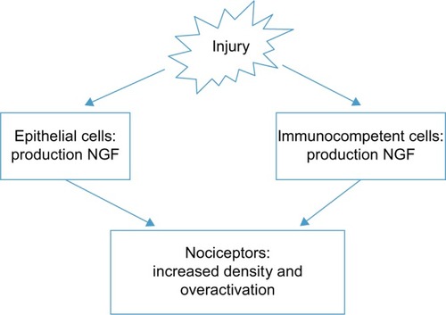 Figure 1 NGF production.