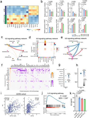 Figure 4. CPT1C+CAFs promoted M2-like phenotype of macrophage in GC through IL-6. (a) cytokine profiling of PBMC-derived macrophages pre-treated with CM. (b) The relative expression of VEGFA, CD163, CD206, TGF-β, and ARG1 (M2-related markers), as well as CD86, HLA-DRA, and TNF-α (M1-related markers), in PBMC-derived macrophages cultured with different CM. (c) Cell-cell communication network analysis illustrated IL-6 signaling intensity between CPT1C±CAFs and 9 distinct cell types categorized by their transcription features. (d) Differential IL-6 signaling intensity between CPT1C±CAFs and 9 distinct cell types shown in heatmap. (e) Cell-cell communication network analysis illustrated the IL-6 signaling intensity between CPT1C±CAFs and five clusters of myeloid cells. (f) The prioritized ligands in CPT1C+CAFs and the predicted targeted genes in M2-like macrophages shown in heatmap. (g) Differential expression level of IL-6 between 9 distinct cell types. (h) Differential expression level of IL-6 between CPT1C+CAFs and CPT1C−CAFs. (i) Correlation of IL-6 with CPT1C+CAFs infiltration and CPT1C expression in ACRG cohort (n = 300). (j) IL-6 signaling signature enriched in high CPT1C+CAFs group shown by GSEA. (k) Differential level of IL-6 in control group (si-NC) and CPT1C-knockdown group (si-CPT1C) in CM determined by ELISA kit. CM, conditioned medium. ELISA, enzyme-linked immunosorbent assay.