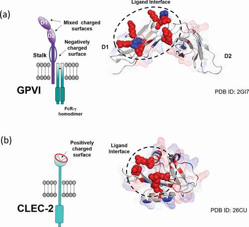 Figure 4. Charge distribution and ligand-binding interface mapped onto the surface of a) GPVI (PDB: 2GI7) and b) CLEC-2 (PDB: 2C6U) extracellular domains. Charged residues of the ligand binding interface are represented as spheres with their color corresponding to charge (red: positive, blue: negative). Additional charged residues are highlighted throughout the domains with their surface coverage displayed as a mesh