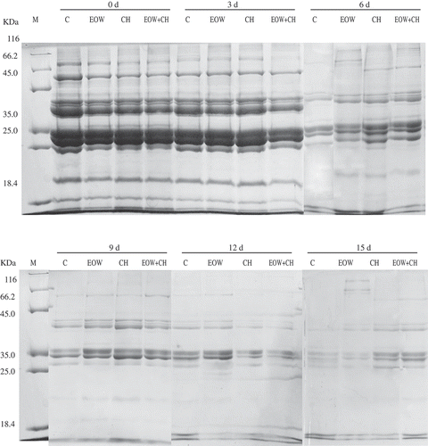 Figure 7. SDS–PAGE patterns of sarcoplasmic protein from hairtail muscle treated with EOW and chitosan alone or in combination. M: marker; C: untreated control; EOW: hairtail fillets treated with electrolyzed oxidizing water alone; CH: hairtail fillets treated with chitosan alone; EOW+CH: hairtail fillets treated with EOW and chitosan.
