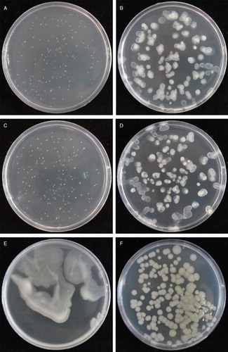 Figure 1. Growth of Psa on various media 7 days after inoculation. (A) Proliferation medium; (B) proliferation medium + peptone; (C) maintenance medium; (D) maintenance medium + peptone; (E) microbiological growth medium (potato dextrose agar + peptone); (F) King’s medium B.