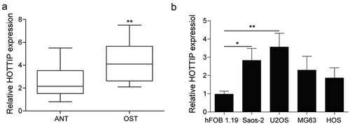 Figure 1. HOTTIP is strongly expressed in the OS tissues and cells. (a) qRT-PCR analysis of the expression level of HOTTIP in the Osteosarcoma tissues (OST) and adjacent normal tissue (ANT). (b) The relative HOTTIP expression in the OS cells (Saos-2, MG63, U2OS, HOS) and the normal osteoblast hFOB1.19 cells. All data were represented by 3 independent experiments. *P < 0.05; **P < 0.01
