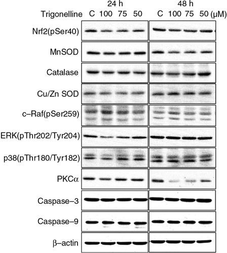 Fig. 3 The effects of trigonelline on the protein levels of Nrf2 (pSer40), Nrf2 upstream kinases, and Nrf2-regulated detoxification genes in Hep3B cells. The effects of trigonelline on the protein levels of PKCα, c-Raf (pSer259), ERK (pThr202/Tyr204), p38 (pThr180/Tyr182), Nrf2 (pSer40), catalase, Cu/Zn-SOD, and Mn-SOD were detected by western blot analysis. Cells were incubated with vehicle alone or with 50, 75, or 100 µM trigonelline for 24 and 48 h. Cell lysates were subjected to SDS–PAGE [6% for Nrf2 (pSer40); 7% for PKCα; 8% for c-Raf (pSer259); 10% for catalase; 12% for ERK (pThr202/Tyr204), and p38 (pThr180/Tyr182); 13% for caspase-3, caspase-9, and Mn-SOD; and 15% for Cu/Zn-SOD], and then probed with primary antibodies as described in Materials and Methods section. Results are representative of three independent experiments.