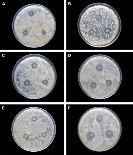 Figure 6 Antifungal activity of AgNO3 and biosynthesized Ag-NPs.Notes: (A) Aspergillus flavus (5 mg/mL of Ag-NPs), (B) Fusarium oxysporum (5 mg/mL of Ag-NPs), (C) Penicillium chrysogenum (5 mg/mL of Ag-NPs), (D) A. flavus (5 mg/mL of AgNO3), (E) Rhizopus oryzae (10 mg/mL of AgNO3), (F) A. flavus (10 mg/mL of AgNO3).Abbreviations: AgNO3, silver nitrate; Ag-NPs, silver nanoparticles.