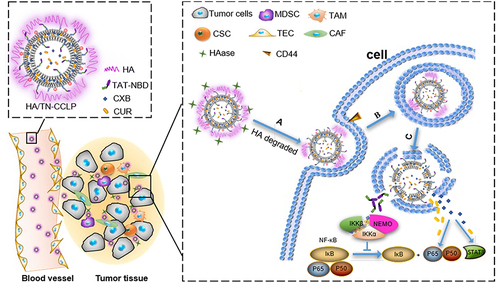 Figure 9 Schematic illustration of the in vivo fate of HA/TN-CCLP. After intravenous injection, HA/TN-CCLP preferentially accumulate at the tumor tissues. (A) HA shell degraded or partially degraded by HAase, exposed TN-modified cationic liposome and CD44 receptor promoted cellular uptake; (B and C) Endo-lysosomal escape. The released CXB, CUR and TN acted on NF-κB and STAT3. Reproduced with permission from Sun Y, Li X, Zhang L, et al. Cell permeable NBD peptide-modified liposomes by hyaluronic acid coating for the synergistic targeted therapy of metastatic inflammatory breast cancer. Mol Pharm. 2019;16(3):1140–1155.Citation151 Copyright 2019, American Chemical Society.