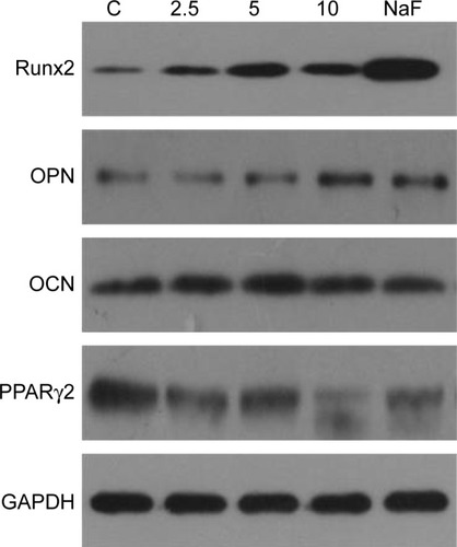Figure 7 Western blot analysis for the expression levels of osteogenic and adipogenic differentiation specific genes in rMSCs treated with G/SWCNT hybrids after differentiation.Notes: NaF-treated group served as positive control. After treatment with G/SWCNT hybrids, the expression levels of osteogenic genes, including Runx2, OCN, and OPN, were upregulated, while the adipose-specific gene, PPARγ2, was downregulated.Abbreviations: C, control; GAPDH, glyceraldehyde-3-phosphate dehydrogenase; G/SWCNT, graphene/single-walled carbon nanotube; NaF, sodium fluoride; OCN, osteocalcin; OPN, osteopontin; PPARγ2, peroxisome proliferator-activated receptor-γ2; rMSCs, rat mesenchymal stem cells; Runx2, runt-related transcription factor 2.