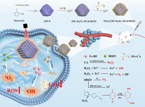 Figure 7 H2O2-Elevation, and GSH-Consumption Triply Enhanced CDT/PDT through Accelerated and Boosting Oxidative Stress Amplification. Reprinted with permission from Bai Y, Liu M, Wang X, Liu K, Liu X, Duan X. Multifunctional nanoparticles for enhanced chemodynamic/photodynamic therapy through a photothermal, H(2)O(2)-elevation, and GSH-consumption strategy. ACS Appl Mater Interfaces. 2023;15(48):55379–55391. Copyright © 2023 American Chemical Society.Citation65