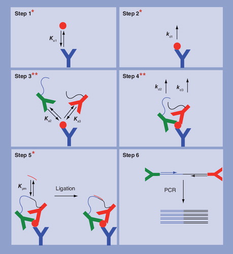 Figure 9. Proximity ligation immunoassay described in Citation[57] with the location and number of the main proofreading steps indicated by inset red asterisks.Steps 1–4 are similar to a sandwich immunoassay except that the number of proofreading steps is increased by using two detector antibodies. The detector antibodies are labeled with oligonucleotides that are only linked together in Step 5 if they are located in close proximity. In Step 6 oligonucleotides that have been linked together are detected by real time PCR.