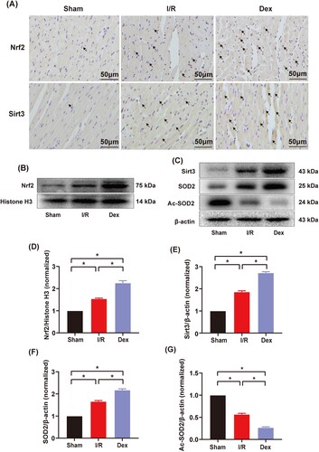 Figure 4. Immunohistochemical staining, western blotting and quantitative analysis of protein expression of myocardial Nrf2/Sirt3/SOD2 signaling pathway. (A) Immunohistochemical staining of myocardial Nrf2 and Sirt3 (n = 3), arrows indicate positive results; magnification: ×200, bar = 50 μm; (B) and (C) The expression of myocardial nuclear-Nrf2, Sirt3, SOD2 and Ac-SOD2 measured by western blotting (n = 3); (D–G) Quantitative analyses of myocardial nuclear-Nrf2, Sirt3, SOD2 and Ac-SOD2. Date was expressed as the mean ± SEM. *P < .05.