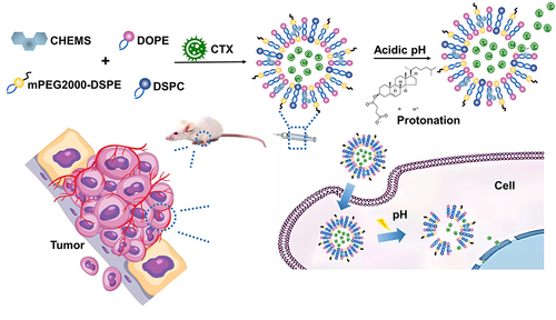 Figure 1 Self-assembly and release process of pH-sensitive nanoparticle loaded with CTX.