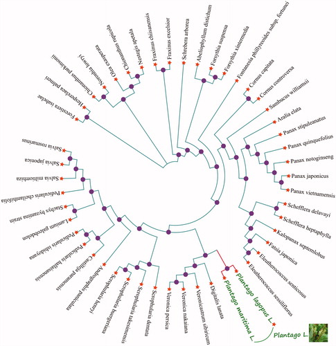 Figure 1 Phylogenetic tree of Plantago lagopus L. and other 48 plant complete chloroplast genomes which yielded by Maximum-likelihood analysis. The phylogenetic tree was drawn without setting outgroup. All nodes exhibit above 90% bootstraps. The length of branch represents the divergence distance. The NCBI database accession number of Plantago lagopus L. to Plantago maritima L. in the counter clockwise direction is KT153019.1, JN637765.1, KR021045.1, KC456167.1, KT748629.1, KC456166.1, KU059178.1, KP036469.1, KP036468.1, KT028714.1, KY379906.1, KT153023.1, KX510276.1, MG525004.1, MG524998.1, MG255754.1, MG255756.1, MF579702.1, KT274029.1, MG255767.1, MG214254.1, MG594385.1, MG255758.1, MG255753.1, MG255766.1, MG255759.1, MG255752.1, LN515489.1, MG255755.1, KR232566.1, MG255762.1, KY646163.1, HF586694.1, KY751712.1, KY562590.1, KU170194.1, MG770330.1, KT959111.1, KF150644.2, MF861203.1, KP718626.1, KM590983.1, MF861202.1, KT724052.1, KT633216.1, KT724053.1, KY085895.1, KR297244.1.