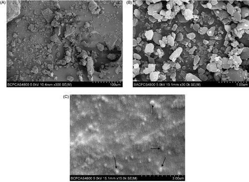 Figure 3. SEM images of (A) raw GLT, (B) freeze-fried GLT nanosuspension, and (C) GLT nanogel. Arrows show GLT nanoparticles.