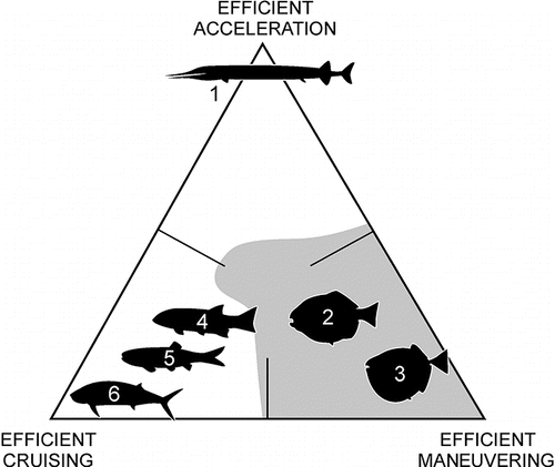 FIGURE 5. Functional morphospace of body and fin morphology defining swimming capacities (modified from Webb, 1984), as tentatively applied to the ‘Green Series’ actinopterygian ichthyofauna (1, Saurorhynchus Reis, Citation1892; 2, Dapedium Leach, Citation1822; 3, Tetragonolepis Bronn, Citation1830; 4, Lepidotes Agassiz, Citation1832; 5, Leptolepis Agassiz, Citation1832; 6, Pachycormus Agassiz, Citation1843; data from Thies, 1991; Thies and Waschkewitz, Citation2015; Konwert and Stumpf, Citation2017; S.S., pers. observ.), with tentative pycnodontiform occupation area (in light gray; adapted from Poyato-Ariza, Citation2005).