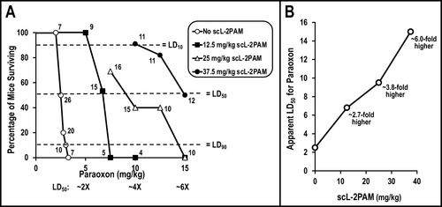 Figure 6 Survival of mice exposed to paraoxon depends on both the paraoxon exposure level and the dose of scL-2PAM used as a countermeasure. Mice were exposed to paraoxon at levels up to 15 mg/kg (~6x LD50) and given scL-2PAM at doses up to 37.5 mg/kg. (A) Increasing the dose of scL-2PAM shifts the paraoxon fatality curves toward improved survival. Numbers by the data points indicate the numbers of mice in each group represented by that data point. The apparent LD10, LD50 and LD90 values for paraoxon are all shifted toward higher paraoxon levels (see dashed lines). Note that the LD10 values seen at all scL-2PAM doses exceeded the LD90 observed with no antidote. (B) The apparent LD50 values from Panel A plotted as a function of increasing scL-2PAM dose to show that there is a dose-dependent shift reaching ~6-fold at the highest dose of scL-2PAM (37.5 mg/kg) as compared to the LD50 seen without antidote.