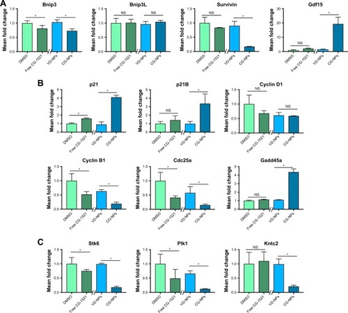 Figure 7 Changes in mRNA expression level of p53 target genes associated with cell death/apoptosis, cell cycle, and spindle formation in MCF-7 cells.Notes: (A) Transcripts associated with cell death and apoptosis (Bnip, Bnip3L, Gdf15, and survivin). (B) Transcripts associated with G1/S and G2/M transition (p21, p21B, cyclin D1, cyclin B1, Cdc25a, and Gadd45a). (C) Transcripts associated with spindle formation/biogenesis in MCF-7 cells after 48 hours of treatment with free CG-1521 and CG-NPs were measured by qPCR. Relative transcript levels were measured by qPCR. The data shown are expressed as mean ± SD from three different independent experiments. Statistical analyses of the treatments were performed using one-way ANOVA (Tukey’s test). *Differences were considered to be statistically significant at P<0.05 (NS, not significant). Y-axes of transcripts have different scale.Abbreviations: CG-NPs, CG-1521-loaded starch NPs; DMSO, dimethyl sulfoxide; VD-NPs, void nanoparticles.