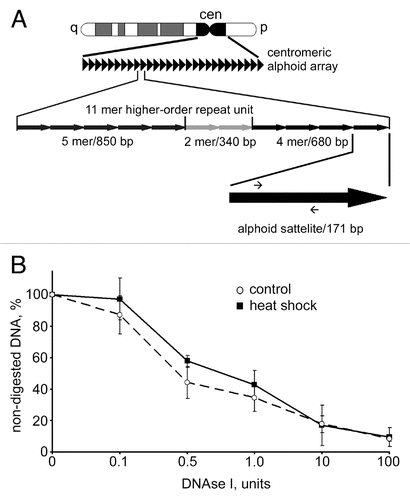Figure 3 DNAse I sensitivity of centromeric DNA did not change upon heat shock. (A) A scheme representing the principal organization of centromeric alphoid arrays (for details see text). Positions of primers used for qPCR are depicted as small arrows on the black arrow that represents an individual 171 bp alphoid satellite. (B) Dynamics of digestion of alphoid satellite DNA by DNase I in untreated MCF-7 cells (dashed line) and heat shocked MCF cells (black line). Aliquots (50 ng) of genomic DNA extracted from nuclei of MCF-7 cells digested with increasing amounts of DNase I were subjected to SYBR Green-based quantitative PCR analysis. The Ct values obtained were converted to DNA concentration using a standard curve (data not shown). DNase I sensitivity was expressed as a percentage of preserved template for amplification of an alphoid satellite test fragment (y-axis) and is plotted for varying DNase I concentrations (0–100 U; x-axis). The data shown are an average of four independent experiments. Error bars represent the standard deviation for each concentration.
