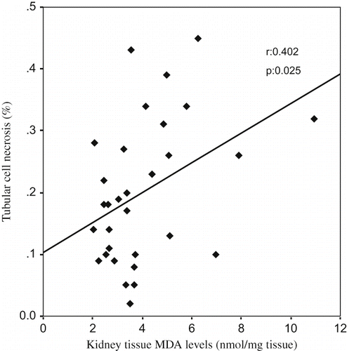 Figure 2. The scattergram shows the relation between kidney tissue MDA levels (in nmol/mg tissue) and tubular cell necrosis (in %) in patient groups (ARF, ARF-LC, and ARF-proLC group).