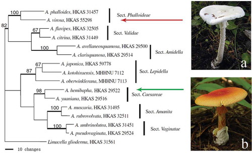 Figure 1. Phylogenetic position of a lethal species, A. virosa (a), and an edible species, A. hemibapha (b), in a most parsimonious tree of genus Amanita based on nuclear large subunit (nLSU) sequences (Zhang et al. Citation2010).