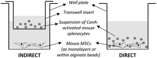 Figure 1. Schematic showing the set-up for the immunosuppression assay of MSCs on splenocytes for comparing the direct and indirect modes.