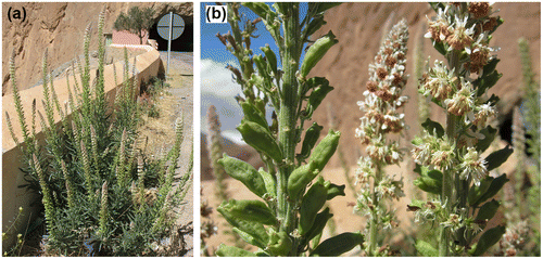 Figure 4. Reseda villosa. (A) General habit and (B) close-up of the inflorescences and young fruits. Photographs taken in Morocco, Errachidia province, Kerrandou (voucher: S. Martín-Bravo 3SMB16, UPOS), by S. Martín-Bravo.
