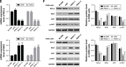 Figure 3 Knockdown of TRIM37 inhibited cell proliferation and apoptosis.