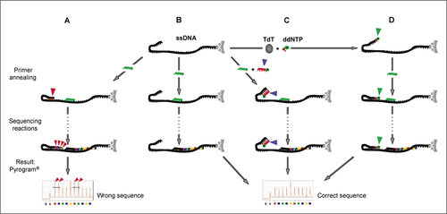 Figure 1.  The self-priming problem in Pyrosequencing and two methods of circumventing the problem. (A) Elongation of single-stranded DNA (ssDNA) template 3′ end due to self-priming. The formation of a secondary structure of the template causes the elongation of the sequencing primer (green) as well as of the template's 3′ end (red arrowheads). An incorrect sequence readout will result. (B) Ideal performance of Pyrosequencing without 3′ end self-priming, where only the sequencing primer is elongated. (C) Sequencing reaction in the presence of a blOligo (blocking oligonucleotide) designed to avoid self-priming of the template's 3′ end. The blOligo anneals to the 3′ end (blue arrowhead) of the template and, because it has a ddNMP at its own 3′ end (green dot), cannot be elongated. (D) Sequencing reaction of a template with ddNMP-modified 3′ end. Prior to sequencing, the template's 3′ end was modified by a deoxynucleotidyl transferase (TdT)-catalyzed addition of a dideoxynucleotide that will not be elongated even if self-annealing takes place. (B–D) A correct sequence readout is obtained.