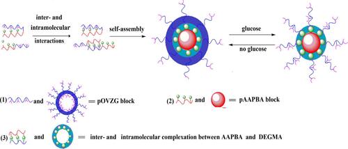 Figure 9 Schematic diagram of the reaction mechanism of p(AAPBA-b-OVZG) nanoparticles to glucose.Citation78