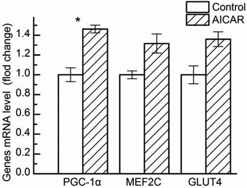 Figure 6. Changes in Peroxisome proliferator-activated receptor-γ coactivator-1α (PGC-1α), glucose transporter 4 (GLUT-4), Myocyte enhancer factor 2C (MEF2C) mRNA level in GS muscle from control and AICAR Wistar rats. n = 13 muscles per group.
