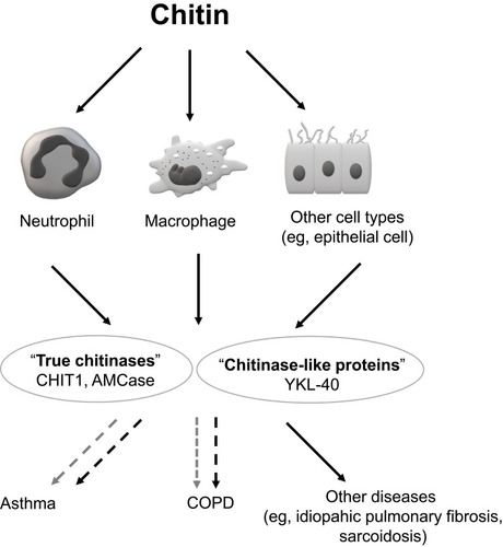 Figure 1 Schematic depiction of chitin, chitinases and chitinase-like proteins (CLPs) involvement in lung diseases.