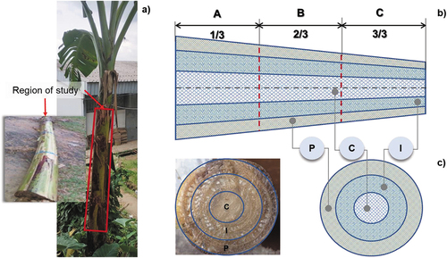 Figure 1. a) Banana plant with indication of the study region; b) Schematic of the sampling principle of the banana pseudo-stem in the longitudinal direction A- Base, B-Middle and C- Head; c) Cross-section of the banana pseudo-stem with the schematic of the sampling principle in the transverse direction C- Heart, I- Intermediate and P- Periphery.