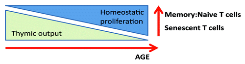 Figure 2. The effects of aging on T cell proliferative capacity and phenotype.