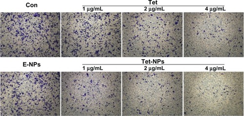 Figure 11 Cell invasive ability of A549 cells exposed to equivalent doses of Tet or Tet-NPs.Notes: A549 cells were treated with Tet or Tet-NPs at equivalent doses of 0, 1, 2, and 4 μg/mL for 48 hours. Invading cells were fixed with methanol, stained with crystal violet, and photographed under fluorescent microscopy.Abbreviations: Con, control; E-NPs, empty nanoparticles; Tet, tetrandrine; Tet-NPs, tetrandrine-loaded poly(N-vinylpyrrolidone)-block-poly(ε-caprolactone) nanoparticles.