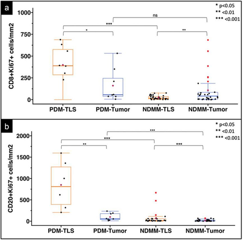 Figure 3. Densities of proliferating B- and T-cells in TLS and tumor of PDM and NDMM. Box plots of CD8+Ki67+ T-cells (A) and CD20+Ki67+ B-cells (B) densities at the TLS and tumor site of PDM and NDMM. The central box represents values from the lower to upper quartile, 25th to 75th percentile. The middle bar identifies the median, the maroon diamond depicts the mean, whiskers show minimum and maximum, and outliers are shown as red squares. Statistical comparisons were made by the Mann-Whitney U test when comparing cell densities across PDM and NDMM specimens and by the Wilcoxon signed-rank tests when comparing cell densities at the TLS and tumor site within the same biopsy specimen; *p < .05; **p < .01; ***p < .001.