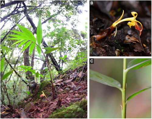 Figure 1. The morphological characteristics of Z. teres. A, the photo of whole plant; B, flower; C, stem (photos taken by Renbin Zhu at Laiyanghe Park in Puer, Yunnan).