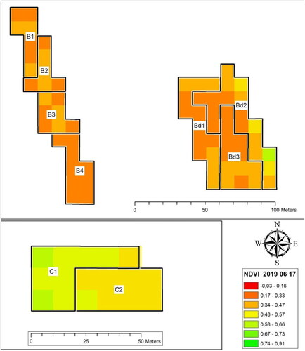 Figure 5. Rasters with NDVI values by pixels.