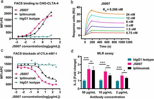 Figure 1. Binding, blocking and T cell activating characteristics of JS007. (a) Flow cytometry-based assay to test the binding between JS007 and CTLA-4, with serially diluted JS007 proteins to stain CHO cells stably expressing CTLA-4. (b) SPR analysis of the binding profiles between JS007 and CTLA-4. (c) Flow cytometry-based blocking assay to analyze the blocking of CD80-mFc protein to CHO cells stably expressing CTLA-4, with serially diluted JS007 proteins added. The binding and blocking of ipilimumab was tested in parallel as control, whereas human IgG1 isotype was analyzed as negative control. (d) Enhanced IL-2 production of T cells stimulated with allogeneic human dendritic cells in the presence of varied concentrations of JS007 as indicated. The concentration of IL-2 was measured with ELISA assay. Stimulation with serial dilutions of ipilimumab or human IgG1 isotype control were also enrolled as controls. Statistical analysis was calculated with student’s T test. ***, p < .001; **, p < .01; *, p < .05; ns, p > .05.