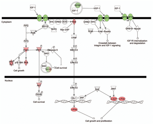 Figure 7 A diagram depicting the IGF1 pathway that was highly active in the pRb™/™ utricle. The canonical IGF1 pathway was enriched by upregulation of many IGF1 pathway genes in pRb™/™ utricle. Red genes upregulated. Green genes downregulated.