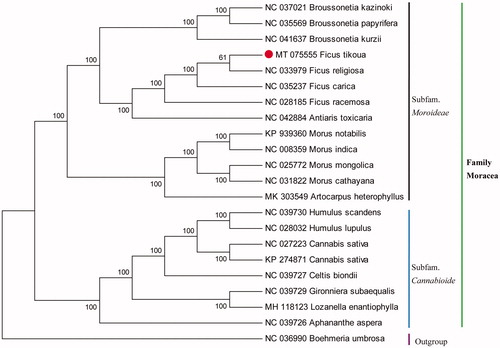 Figure 1. Neighbor-joining (NJ) phylogenetic tree based on 22 complete chloroplast genomes. 