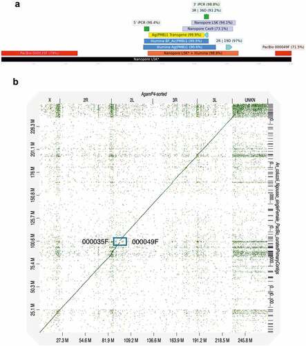Figure 3. WGS sequencing analysis of the PMB1 insertion site. A Alignment of the PMB1 transgene and flanking sequences from Inverse PCR (iPCR) from Ag(PMB)1 (New and [Citation11]), Illumina sequencing from Ag(PMB)1 and BF_Ac(PMB)1, Nanopore sequencing LSK* from BF_Ac(PMB)1), Nanopore Cas9 and Nanopore LSK from Ag(PMB)1. B Dot plot of the alignment between the de novo assembly of An. coluzzii genome (contigs on the y axis) and the AgamP4 PEST reference genome (on the x axis). The box shows the genomic position of the PacBio contigs (000035 F and 000049 F), where there was an alignment of the transgene flanking regions.