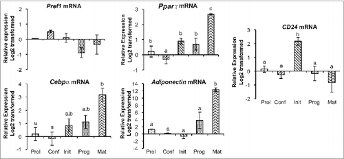 Figure 1. CD24 and adipogenic mRNA expression over the course of adipogenesis in 3T3-L1 pre-adipocytes. The mRNA expression of CD24 and known adipogenic genes was determined at the indicated stages of the adipogenesis assay (Prol: proliferating pre-adipocytes; Conf: 100% confluent; Init: 6 h after addition of IBMX + Dex; Prog: 6 h after addition of insulin; Mat: 5 days after addition of insulin). Expression levels of Pref1, Pparγ, Cebpα, Adiponectin and CD24 were determined by RT-qPCR followed by normalization to the internal control gene Rplp0. Relative expression levels are shown with respect to levels in proliferating cells. Data is shown as log2 transformed mean ± s.e.m., n = 3-4. Different lower case letters indicate a significant difference at P < 0.05.