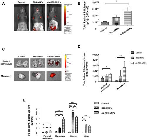 Figure 3 GPM6A antibody conjugated nanoparticles (NPs) allow enhanced peritoneal uptake in vivo. Mice were injected intraperitoneally (i.p.) with R6G-MNPs and Ab-R6G-MNPs. Using in vivo imaging system (IVIS), an enhanced Ab-R6G-MNPs presence in the peritoneum was seen 6 hours after injection, suggesting enhanced peritoneal uptake (n ≥ 3) (A and B). 72 hours after injection, mice were sacrificed, and tissue fluorescence measurements showed an increase in the Ab-R6G-MNP group (n ≥ 3) (C and D). The Fe in the parietal peritoneum and mesentery tissue was significantly increased in the Ab-R6G-MNP group 72 h after injection (n ≥ 6) (E) (Data are represented as the mean ± SD; *P < 0.05, **P < 0.01, ***P < 0.001).