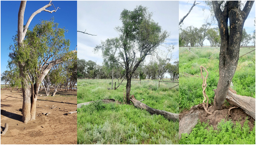 Figure 11. Butterbush in poisoned box near the feedlot billabong.