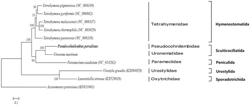 Figure 1. Phylogeny of Pseudocohnilembus persalinus. Phylogenetic tree based on the amino acid sequences of PCGs located in the mitogenome. The number of the branches denoted BI posterior probabilities.